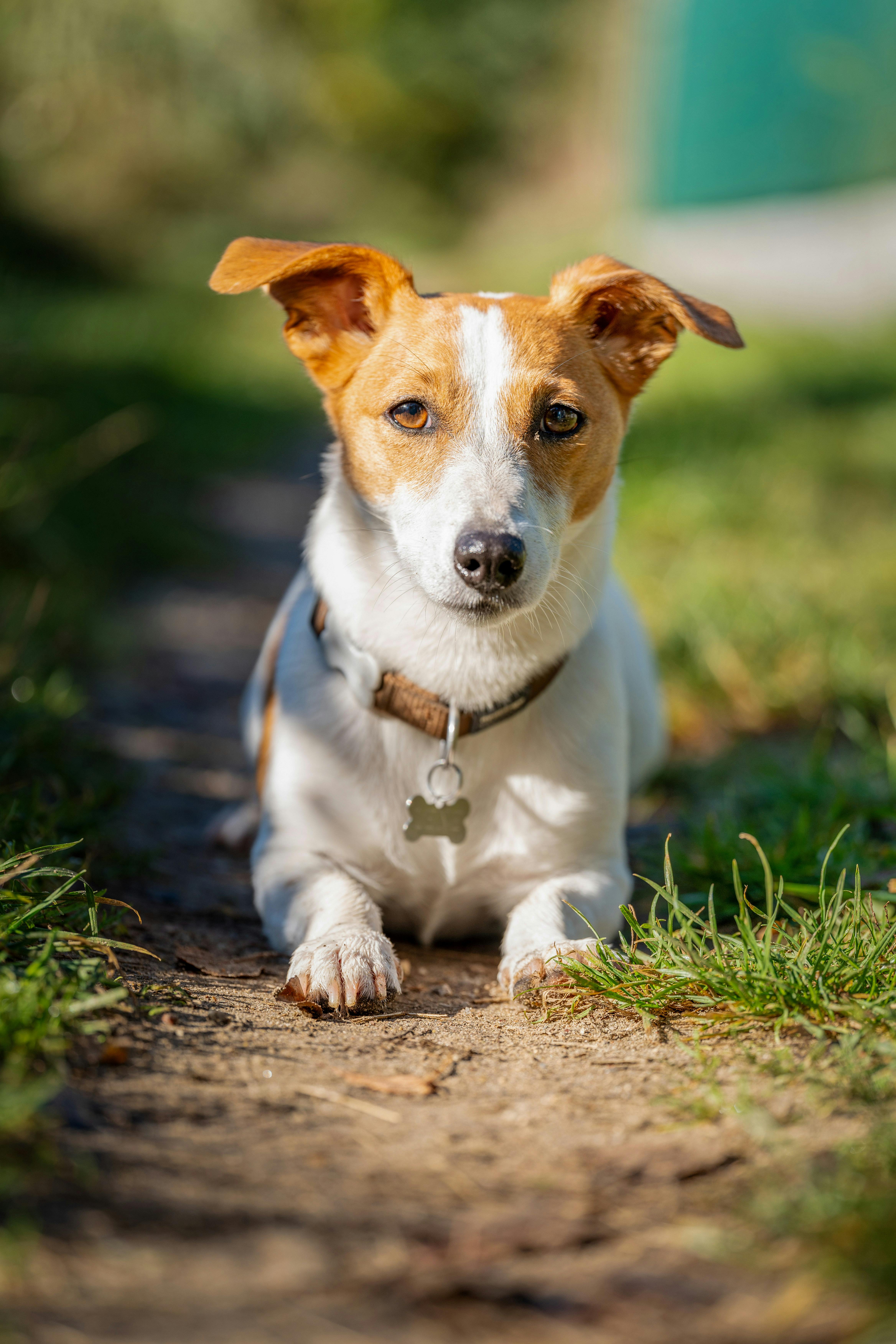 Choosing the Right Collar for Your Dog