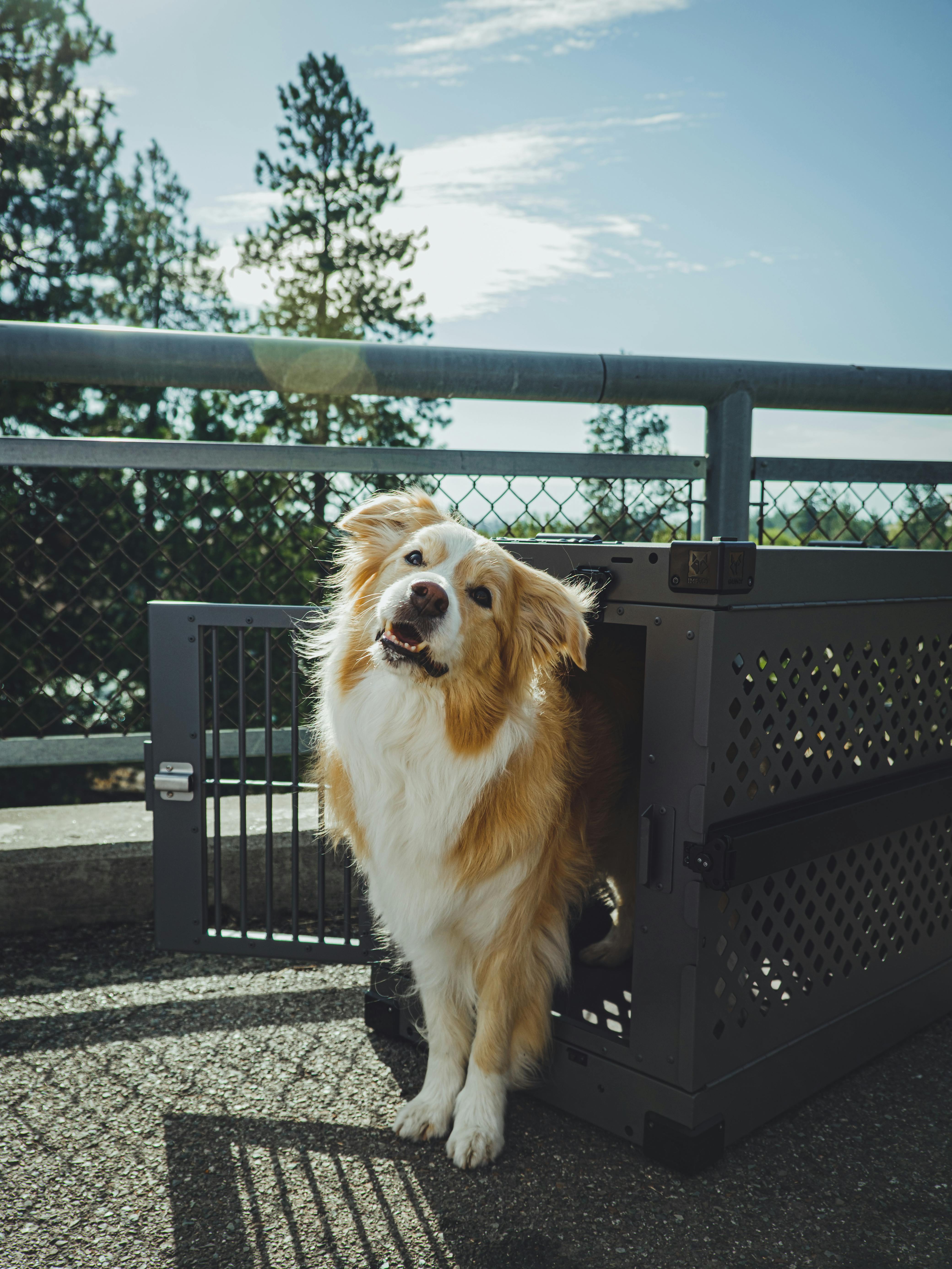 How to Take Your Dog on a Plane: A Comprehensive Guide