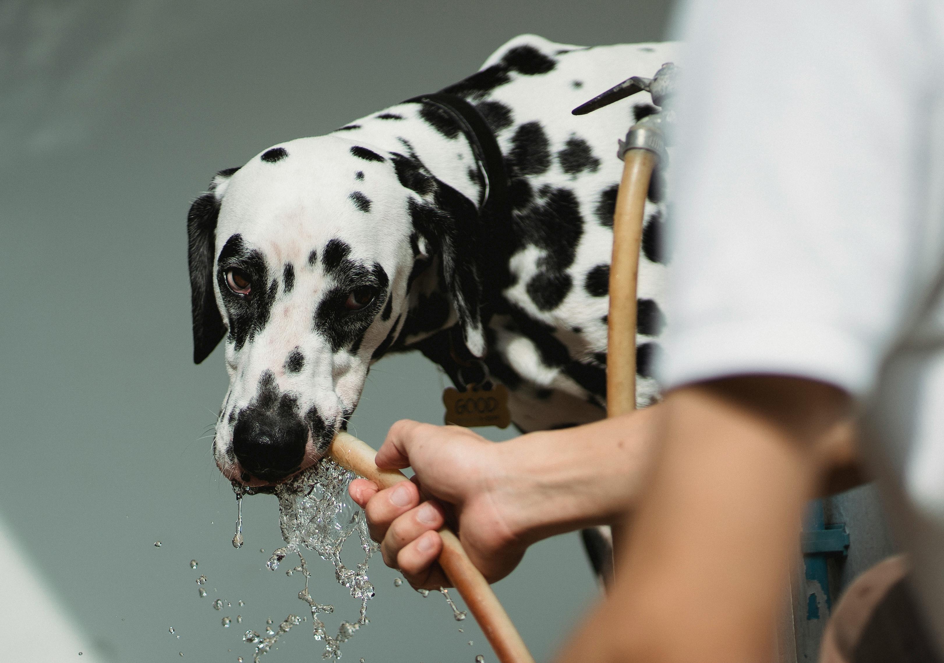 Keeping Your Dog Cool During Summer