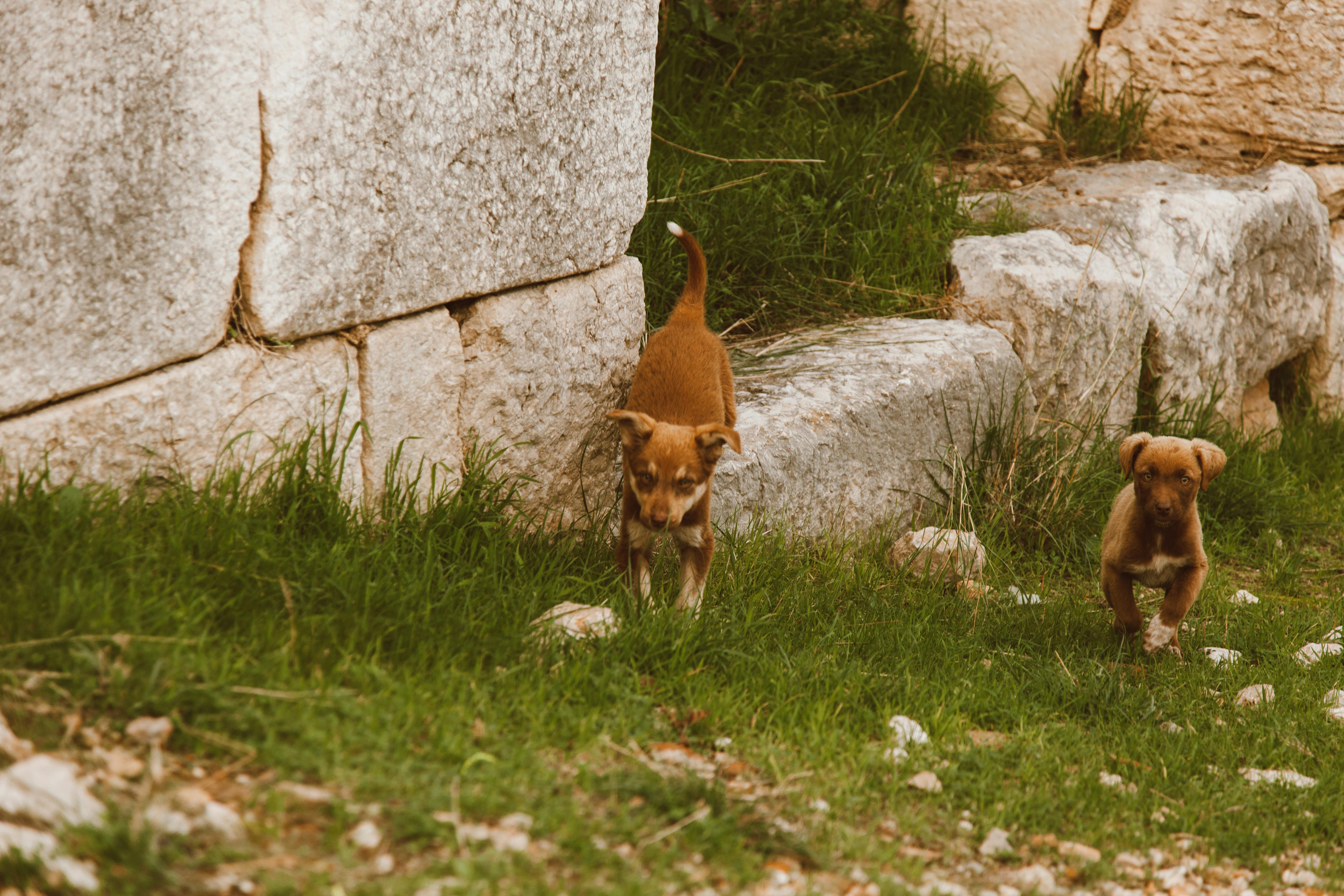 Unravelling the Origins: The Ancestral Homeland of Dogs