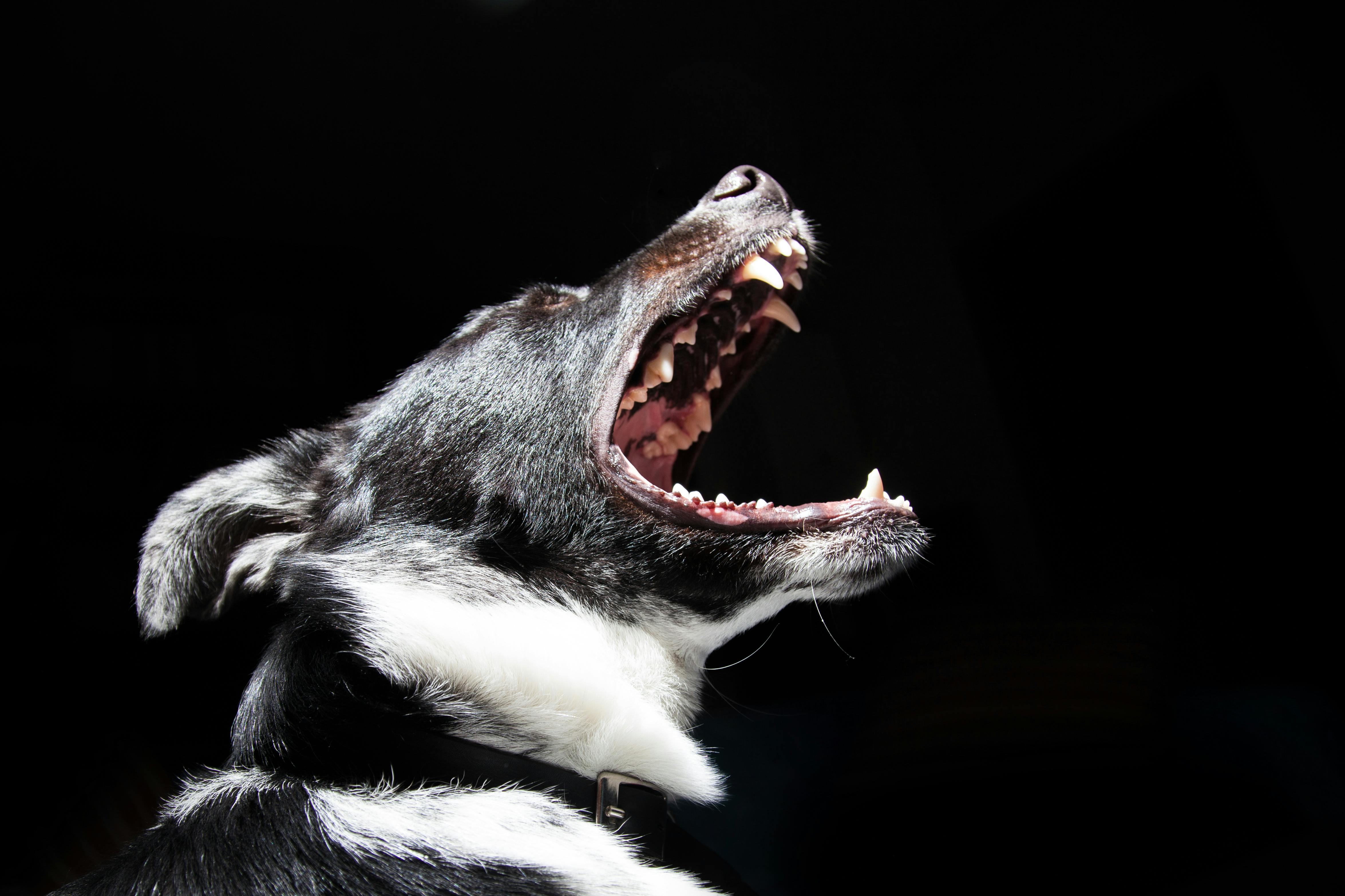 Which Dog Breeds Are Most Prone to Biting?